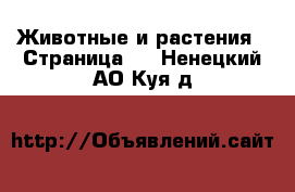  Животные и растения - Страница 5 . Ненецкий АО,Куя д.